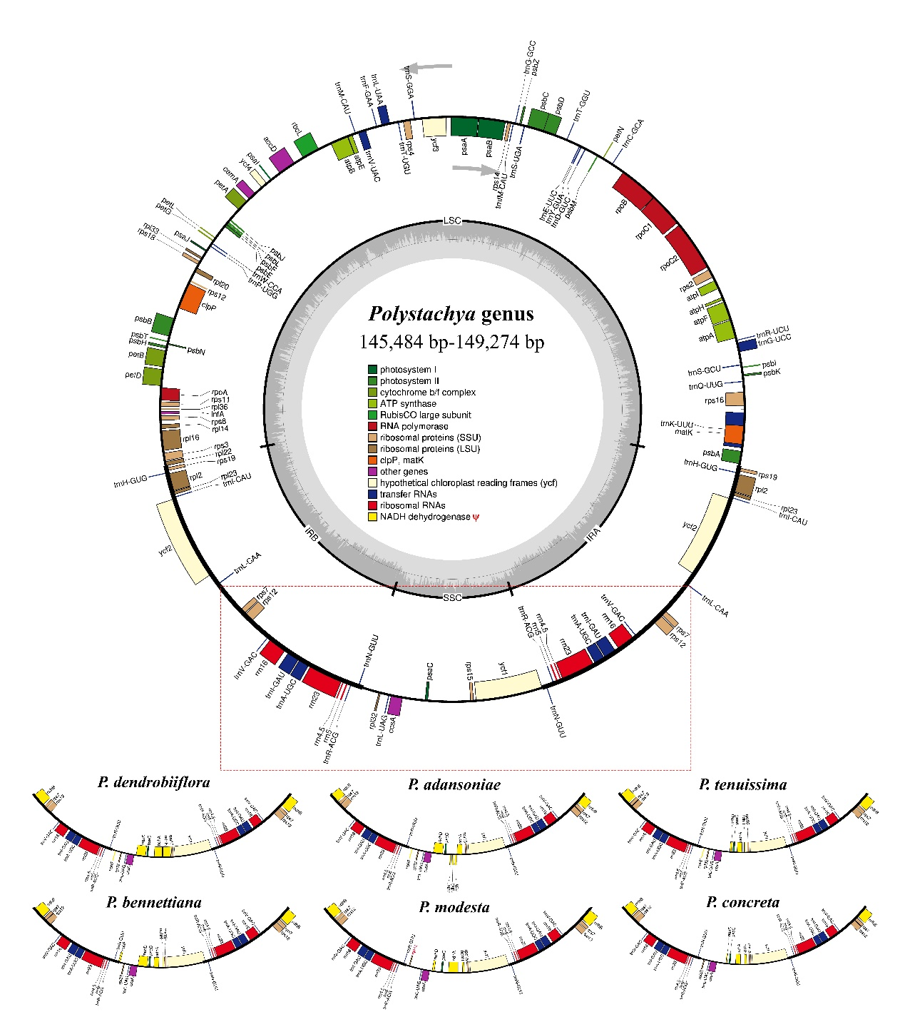 图2. 六种多穗兰属植物的质体基因组图谱 .png