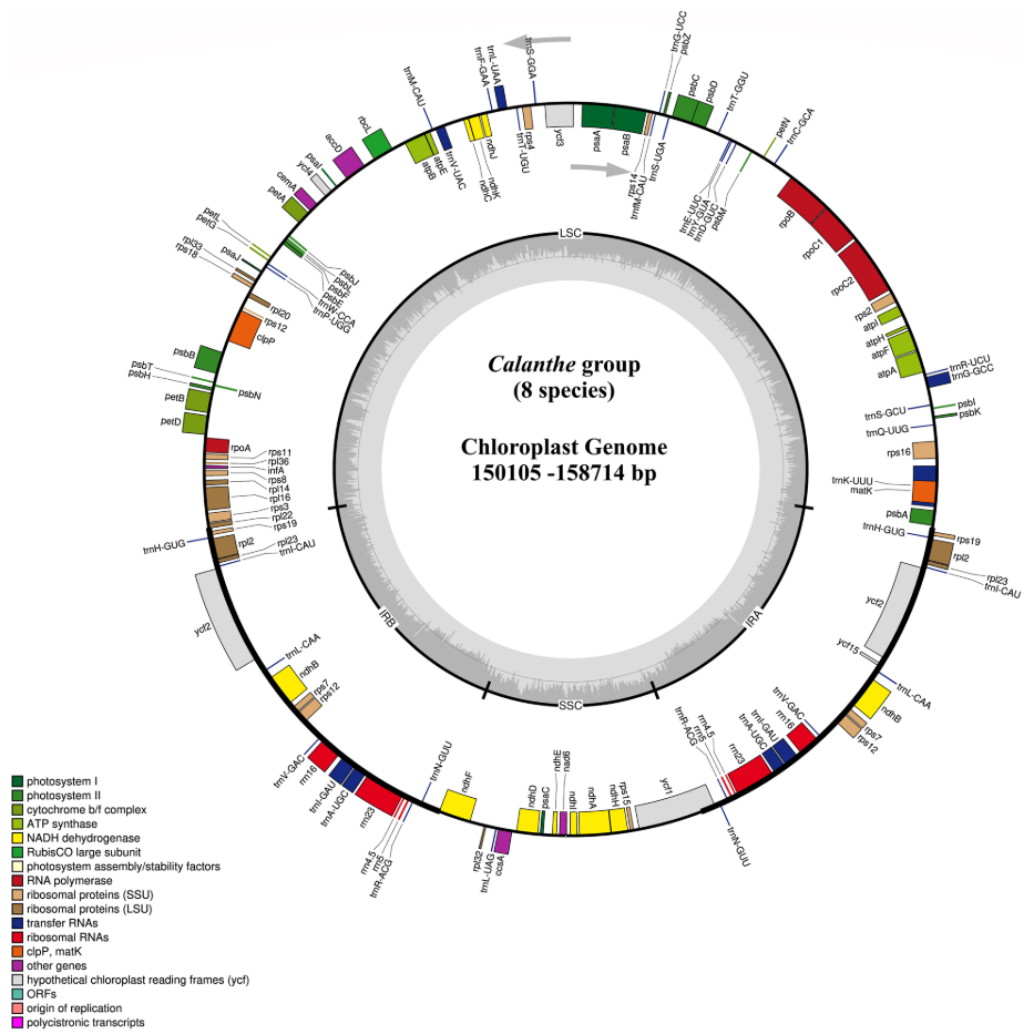图2 8种虾脊兰组植物的质体基因组图谱.png