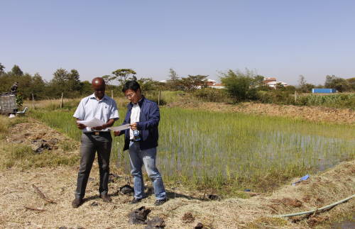 【农业示范】中-非中心研究员与非方技术人员交流水稻种植.JPG
